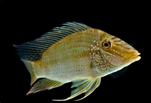 picture of Geophagus Jurupari Cichlid M/L                                                                       Satanoperca jurupari