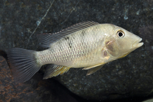 picture of Red Hump Geo. Steindachneri Cichlid Lrg                                                              Geophagus steindachneri