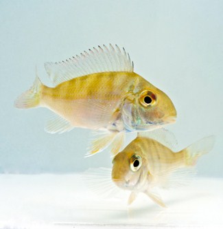 picture of Geophagus Surinamensis Cichlid Med                                                                   Geophagus surinamensis