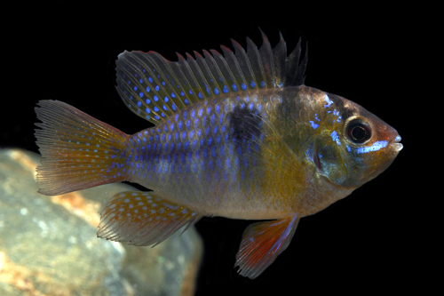 picture of German Blue Ram Cichlid Sml                                                                          Microgeophagus ramirezi 'German Blue'