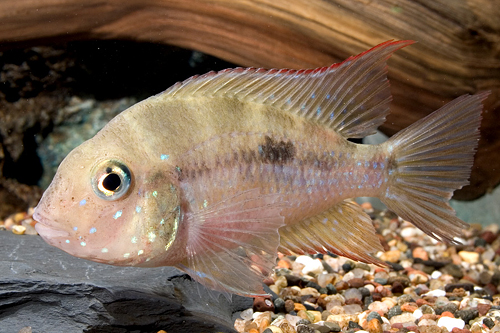 picture of Gold Aureum Cichlid Reg                                                                              Thorichthys aureus