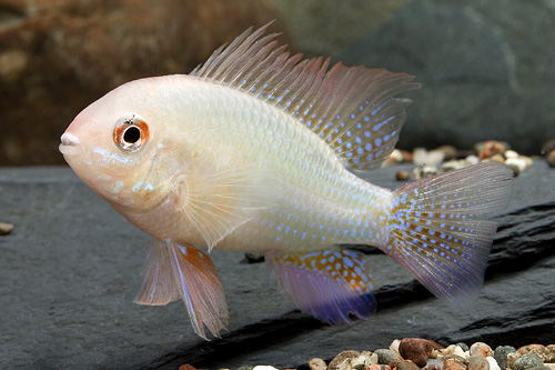 picture of German Gold Ram Cichlid Reg                                                                          Microgeophagus ramirezi 'German Gold'