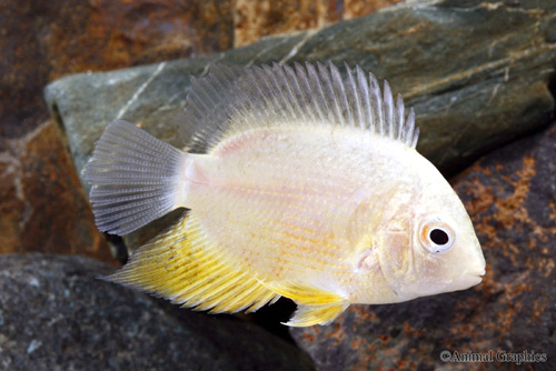 picture of Gold Severum Cichlid Reg                                                                             Heros severus 'Gold'