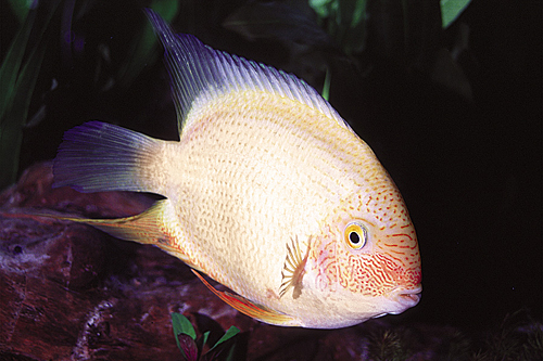 picture of Gold Severum Cichlid M/L                                                                             Heros severus 'Gold'