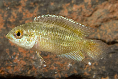 picture of Golden Dwarf Nannacara Cichlid Reg                                                                   Nannacara anomala