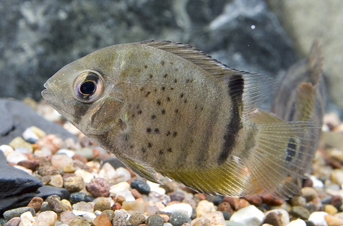 picture of Green Severum Cichlid Sml                                                                            Heros severus