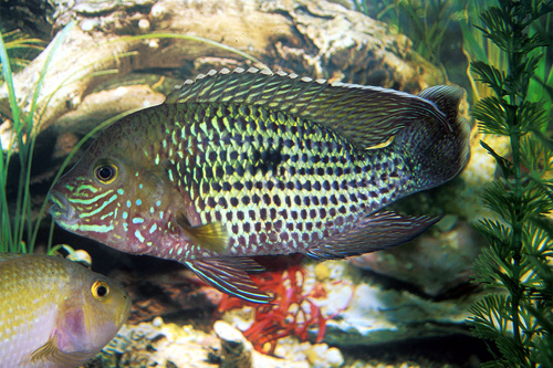 picture of Green Terror Cichlid Sml                                                                             Andinoacara rivulatus