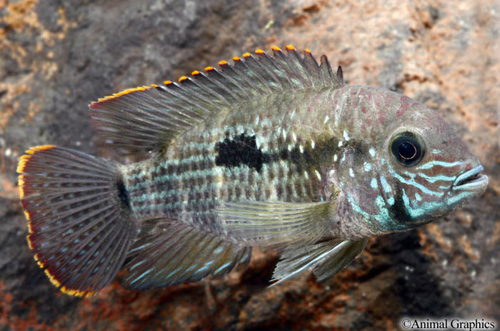 picture of Green Terror Cichlid Med                                                                             Andinoacara rivulatus