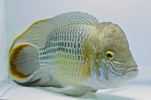 picture of Green Terror Cichlid Lrg                                                                             Andinoacara rivulatus