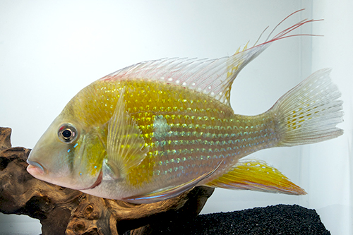 picture of Acarichthys Heckelii Cichlid Lrg                                                                     Acarichthys heckelii