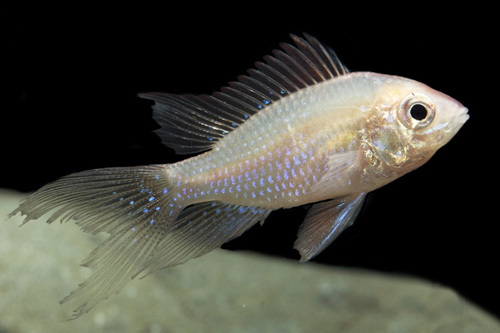 picture of Longfin Gold Ram Cichlid Reg                                                                         Microgeophagus ramirezi 'Longfin Gold'