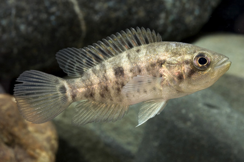 picture of Jaguar Managuense Cichlid Sml                                                                        Parachromis managuensis