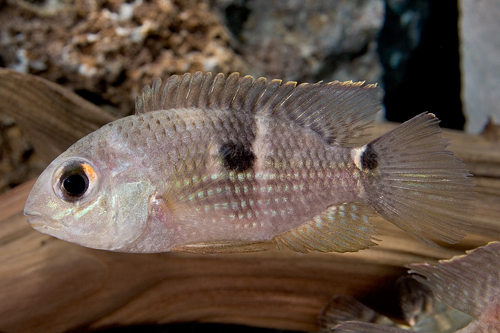 picture of Metae Cichlid Reg                                                                                    Aequidens metae