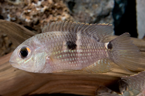 picture of Metae Cichlid Lrg                                                                                    Aequidens metae