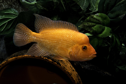 picture of Midas Cichlid Med                                                                                    Amphilophus citrinellus