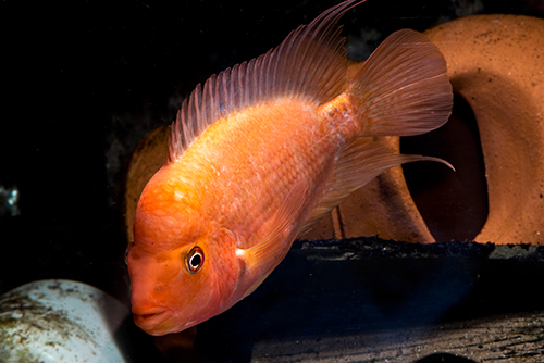 picture of Midas Cichlid Xlg                                                                                    Amphilophus citrinellus