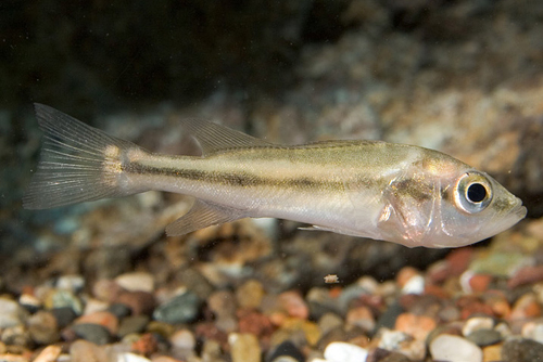 picture of Peacock Bass Cichlid M/S                                                                             Cichla ocellaris