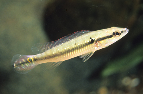 picture of Pike Cichlid Colombia Reg                                                                            Crenicichla saxatilis