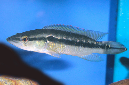 picture of Pike Cichlid Colombia Lrg                                                                            Crenicichla saxatilis