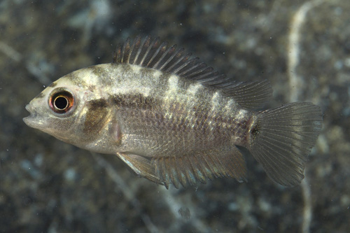 picture of Rainbow Cichlid Reg                                                                                  Herotilapia multispinosa