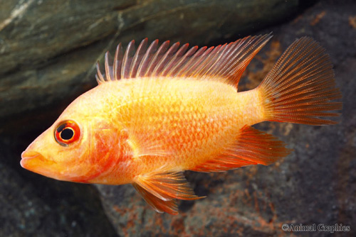 picture of Colored Red Devil Cichlid M/S                                                                        Amphilophus labiatus 'Red-Orange'