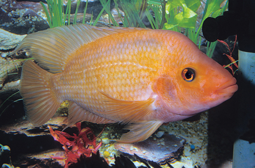 picture of Colored Red Devil Cichlid Lrg                                                                        Amphilophus labiatus 'Red-Orange'