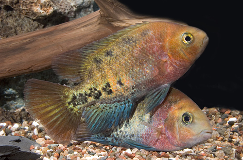 picture of Red Head Synspilum Cichlid Med                                                                       Vieja synspilum