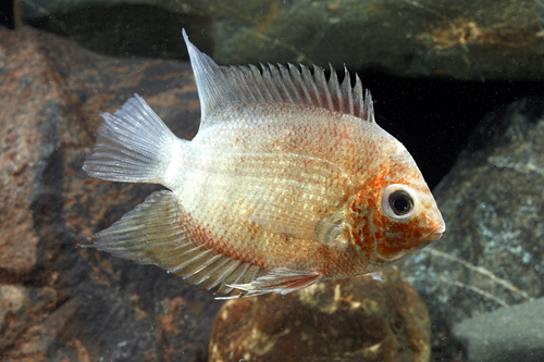 picture of Red Shoulder Severum Cichlid Reg                                                                     Heros sp. rotkiel