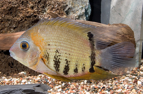 picture of Red Shoulder Severum Cichlid Lrg                                                                     Heros sp. rotkiel