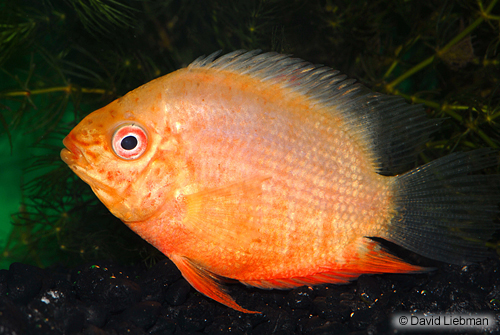 picture of Red Spot Gold Severum Cichlid Reg                                                                    Heros severus