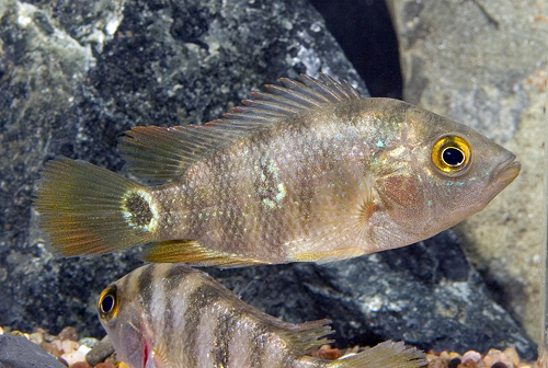 picture of Mayan Red Terror Cichlid Sml                                                                         Nandopsis urophthalmus