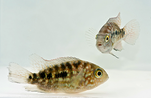 picture of Red Texas Cichlid Sml                                                                                Herichthys cyanoguttatum 'Red'