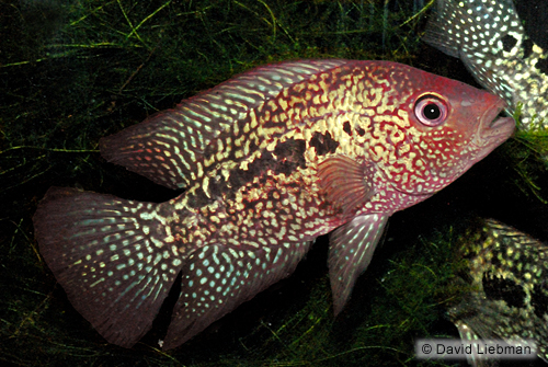 picture of Red Texas Cichlid Xlg                                                                                Herichthys cyanoguttatum 'Red'