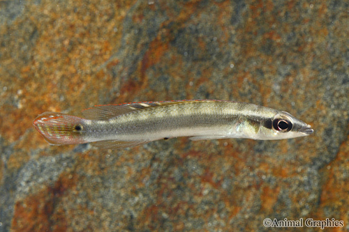 picture of Regani Dwarf Pike Cichlid Reg                                                                        Crenicichla regani