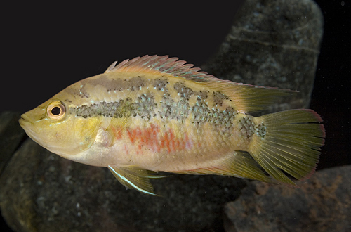 picture of Salvini Cichlid Lrg                                                                                  Cichlasoma salvini 