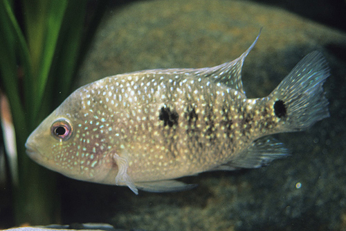 picture of Texas Cichlid Reg                                                                                    Hericthys cyanaguttatus