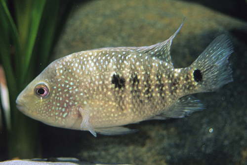 picture of Texas Cichlid Med                                                                                    Hericthys cyanaguttatus