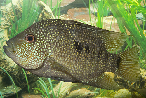 picture of Texas Cichlid Lrg                                                                                    Hericthys cyanaguttatus