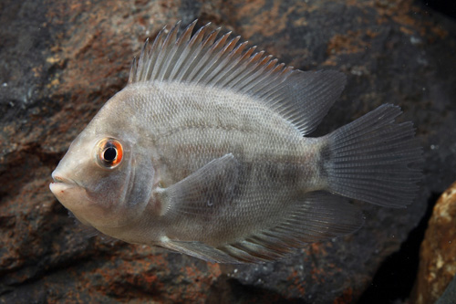 picture of Uaru Cichlid Lrg                                                                                     Uaru amphiacanthoides