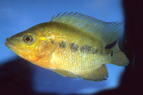 picture of Red Devil Uncolored Cichlid Reg                                                                      Amphilophus labiatus 'Red-Orange'