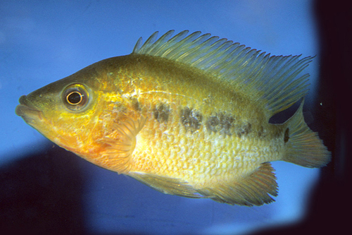 picture of Red Devil Uncolored Cichlid Med                                                                      Amphilophus labiatus 'Red-Orange'