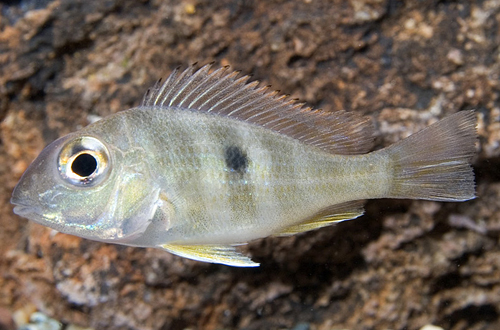 picture of Red Head Geophagus Tapajos Cichlid Reg                                                               Geophagus sp. 'Red Head Tapajos'