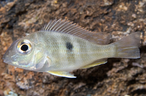 picture of Red Head Geophagus Tapajos Cichlid Med                                                               Geophagus sp. 'Red Head Tapajos'