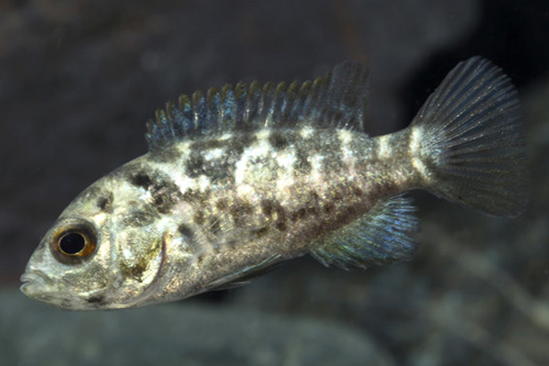 picture of Cuban Cichlid Reg                                                                                    Nandopsis tetracanthus