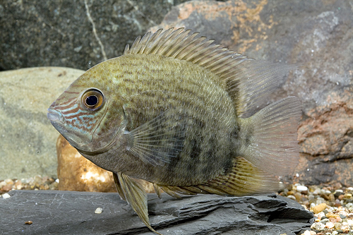 picture of Turquoise Severum Efasciatus Cichlid Lrg                                                             Heros efasciatus