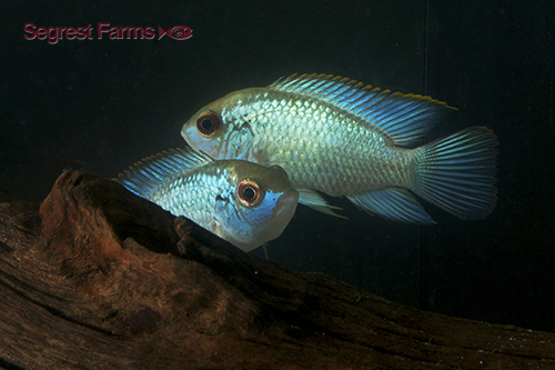 picture of Electric Blue Acara Reg                                                                              Aequidens pulcher