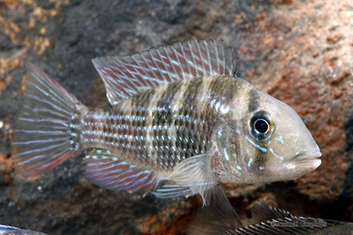 picture of Gymnogeophagus sp. Blue Valentine Cichlid Xlg                                                        Gymnogeophagus sp. 'Blue Valentine'