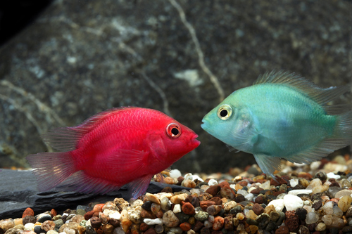 picture of Assorted Jellybean Convict Cichlids Med                                                              Archocentrus nigrofasciatus