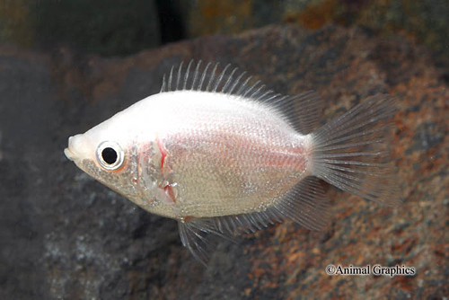 picture of Balloon Pink Convict Cichlid Reg                                                                     Archocentrus nigrofasciatus 'White'