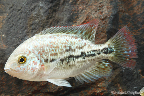 picture of Vieja Bifasciatus Cichlid Reg                                                                        Vieja bifasciatus